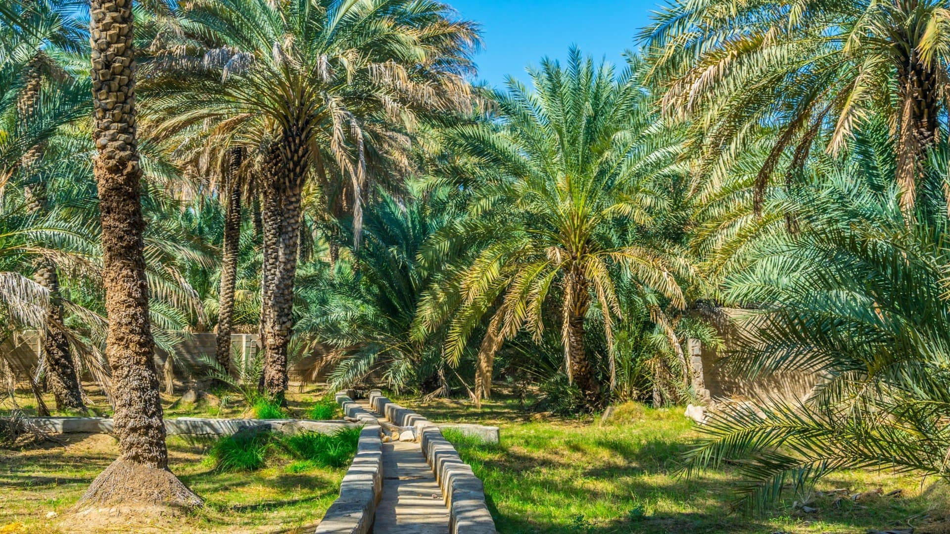 Private Al Ain City Tour