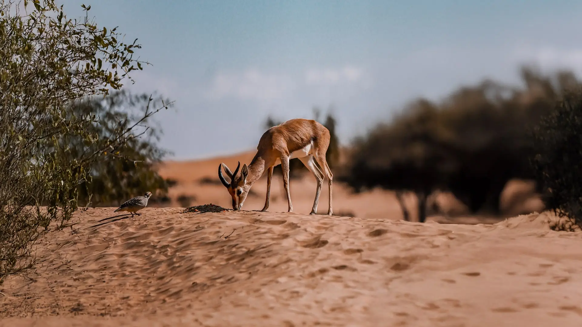 Morning Desert Adventure